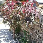 Cantinho D'avo - Apúlia