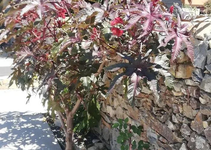 Cantinho D'avo - Apúlia